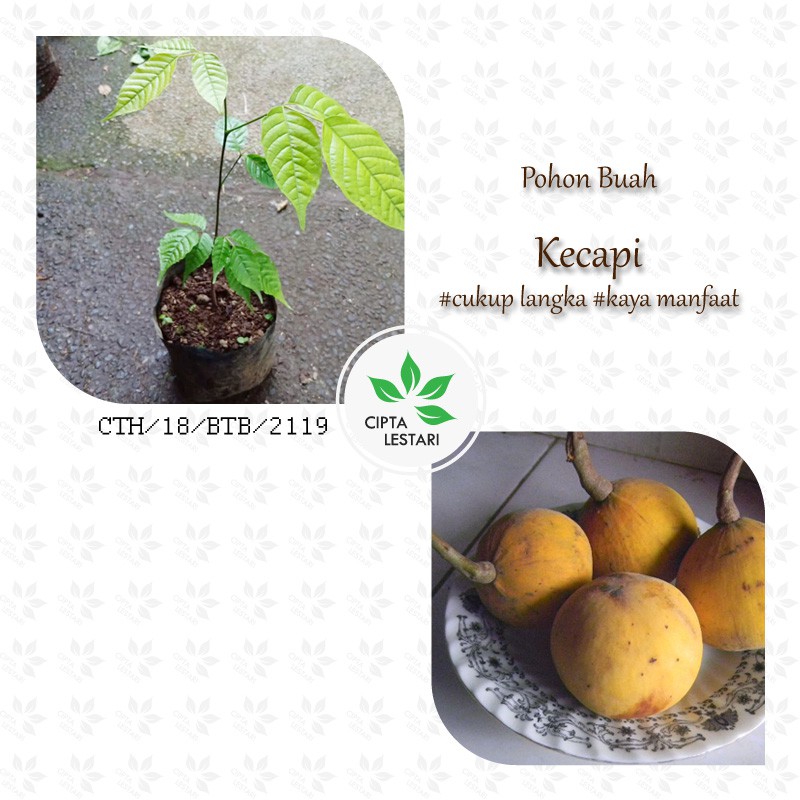 Jual Bibit Pohon Kecapi Bibit Kecapi Tanaman Buah Kecapi Favorite Mulai