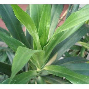

Obat Pewarna Makanan Daun Suji 10 Lembar