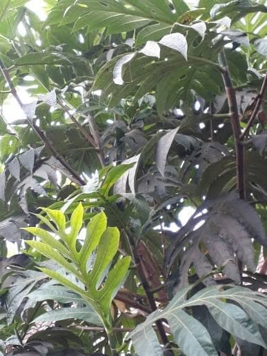 

Terlaris daun sukun segar 1kg/daun sukun 1 kg