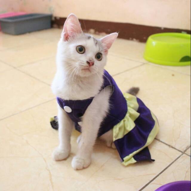 Dress lucu ungu kuning untuk kucing dan anjing / baju kucing murah size S M L XL