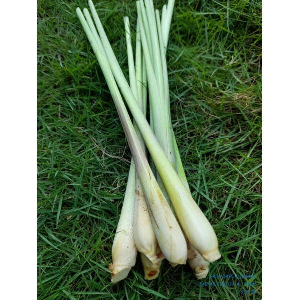 

serai sereh besar segar fresh 250gram