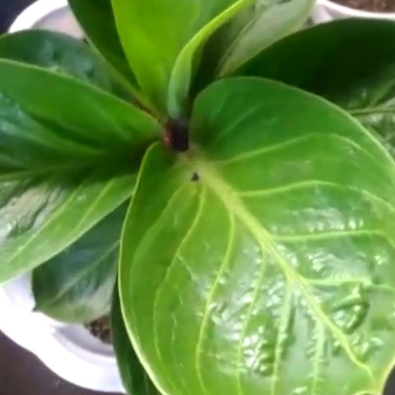 Tanaman Hias Jemani Mangkok Original Dewasa 10 daun