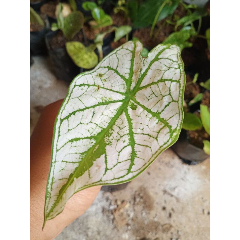 Paket 5 Jenis Keladi Murah