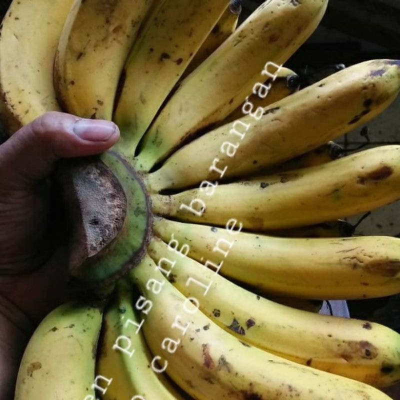 

pisang buah pisang barangan medan