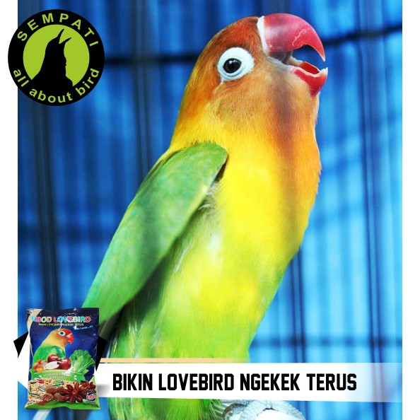 Pakan Burung Lovebird Kemasan Plastik Ekonomis Ebod Jaya Shopee Indonesia