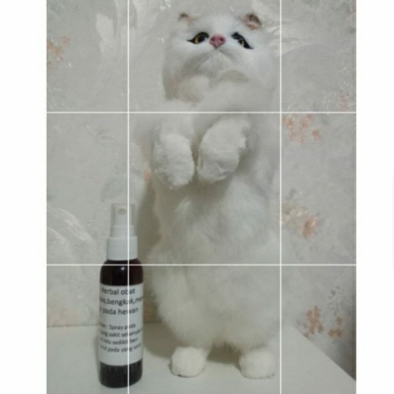 Gapera herbal spray keseleo bengkak memar kucing anjing