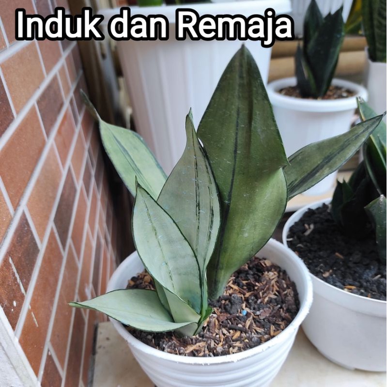 Sansevieria Moonshine Brazilian