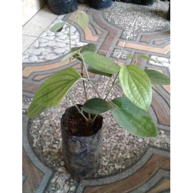 Bibit Tanaman Merica Lada Perdu Unggulan