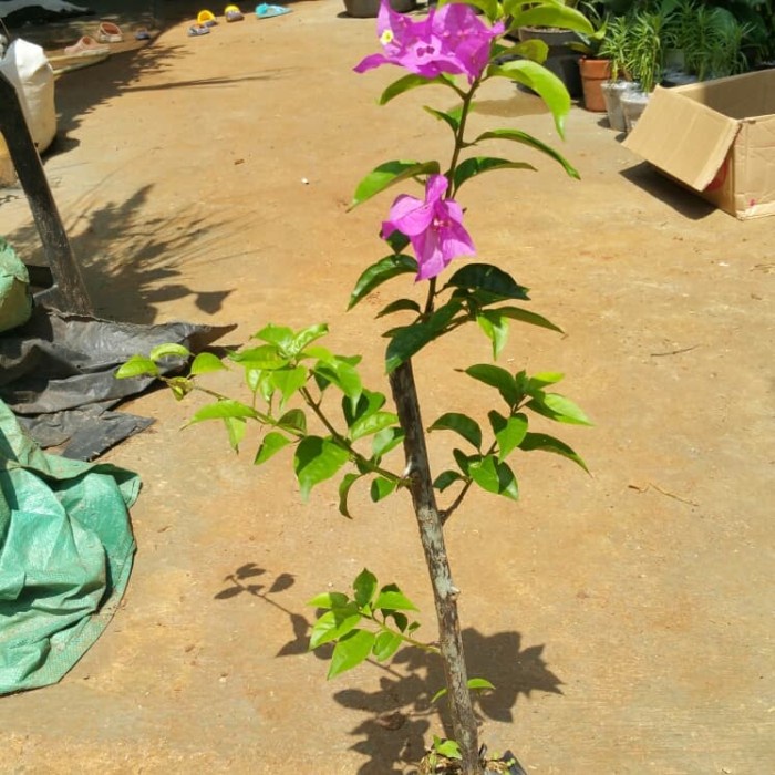 Bibit Tanaman Bougenville | bunga kertas untuk pagar -Tanaman Hidup- Bunga Hidup