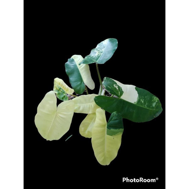 burlevar #burlemark varigata #brekele varigata