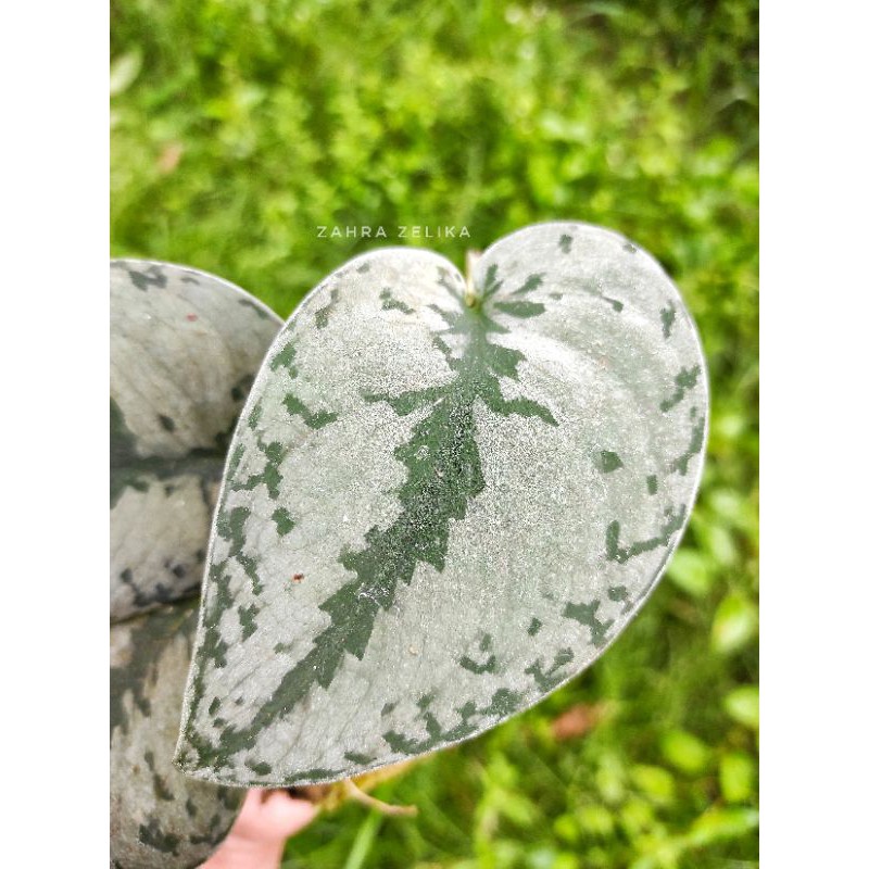 scindapsus silver cloud sp