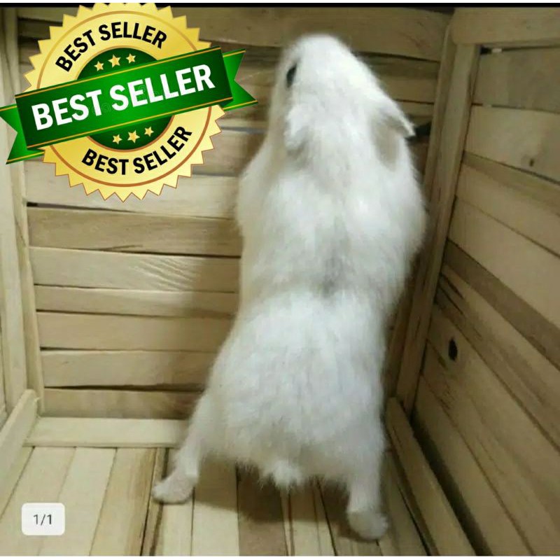 HAMSTER WINTER JINAK DAN LUCU2