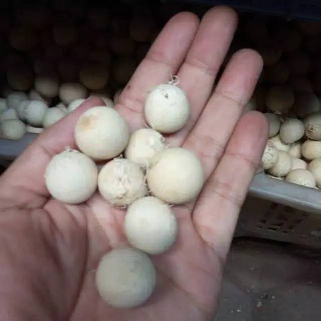 Biji nyamplung putih kering 500gram