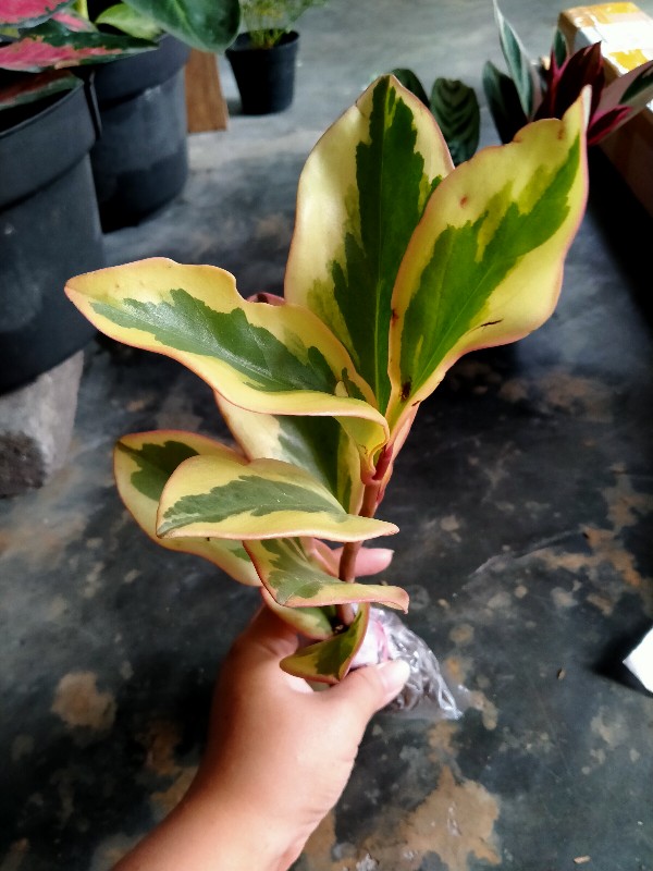 Tanaman Hias Peplan Merah/peperomia Clusiifolia Rainbow