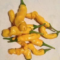 Benih Bibit Biji - Cabai Yellow Peter Pepper Cabe Porno Kuning Seeds