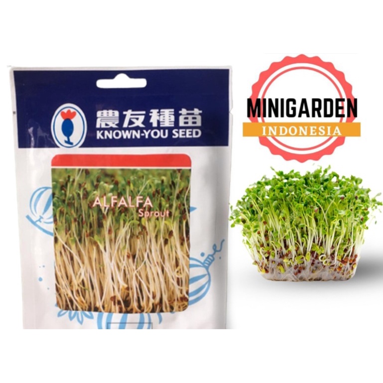 MICROGREEN ALFALFA SPROUT 250 GRAM PACK BESAR benih biji kecambah sprout green alfalfa hibrida f1 known you seed