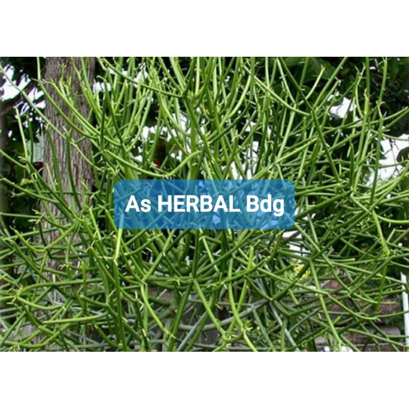 

Paket 250 gram batang patah tulang euphorbia tirucalli-az