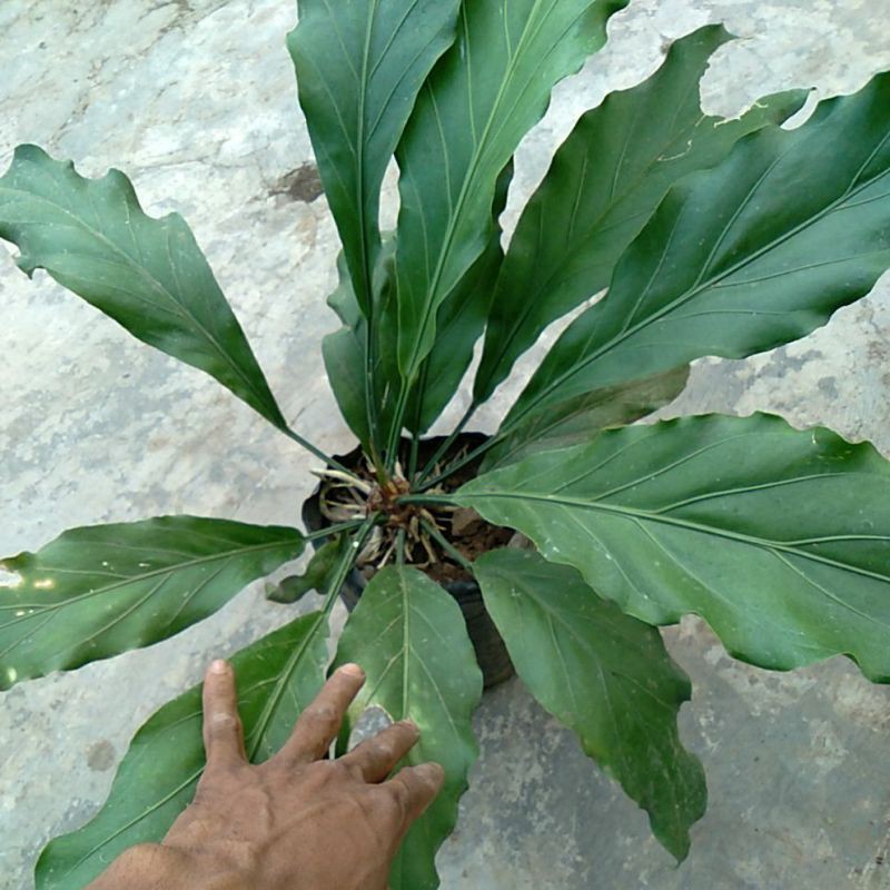 anthorium gelombang cinta jumbo