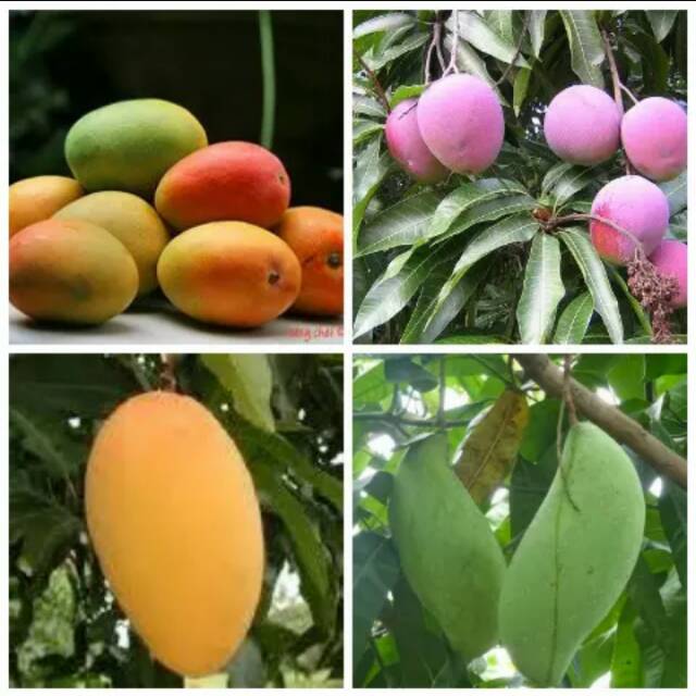 Paket 4 bibit mangga