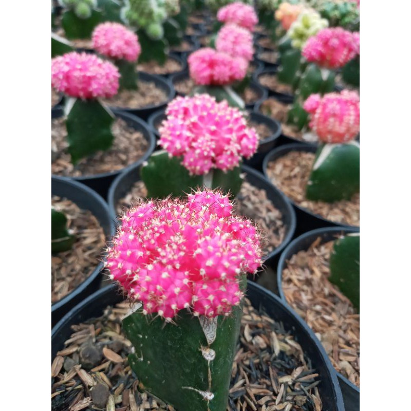 Kaktus gymnocalycium mihanovichi Ex-korea Pink size medium