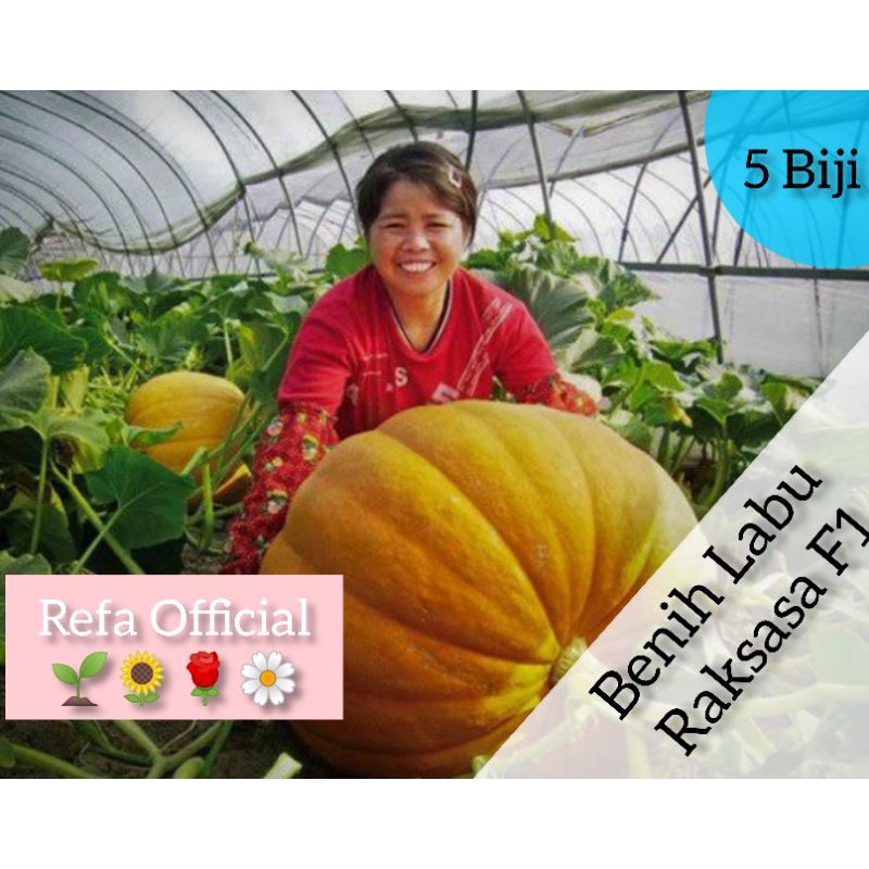 KWALITAS TERBAIK 5 Biji Benih Buah Labu Raksasa F1 Import / Buah Labu Giant Import / Labu Raksasa