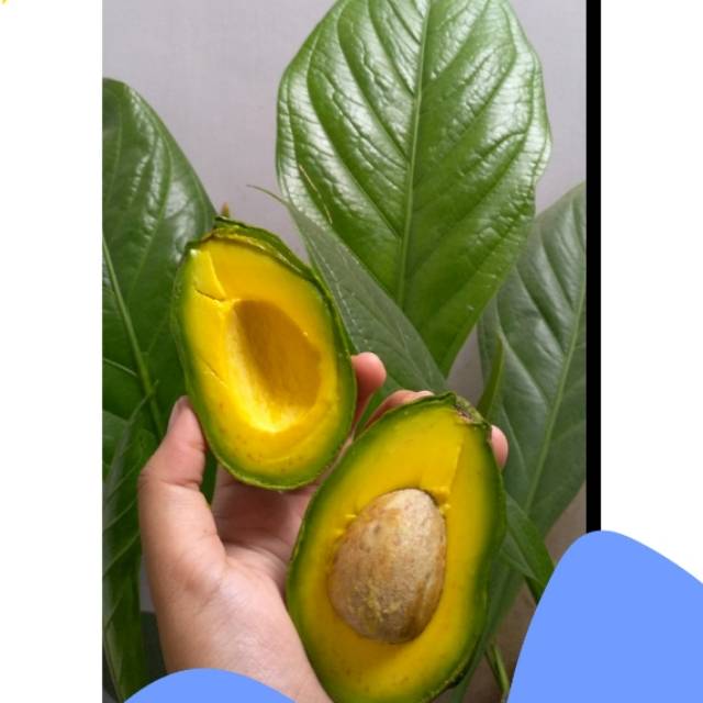 

ALPUKAT MENTEGA LAMPUNG