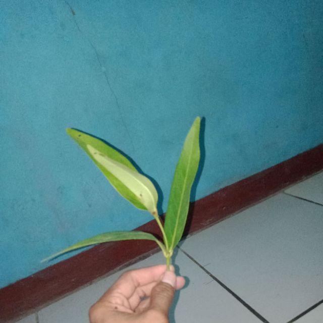 Jambu Air 2 Kombinasi