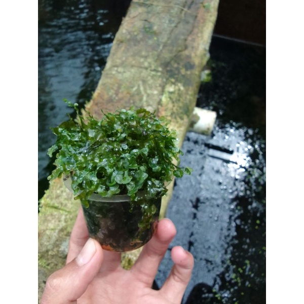 jenis Moss java.weping.us pisiden.pelia mini crimos.spaykim