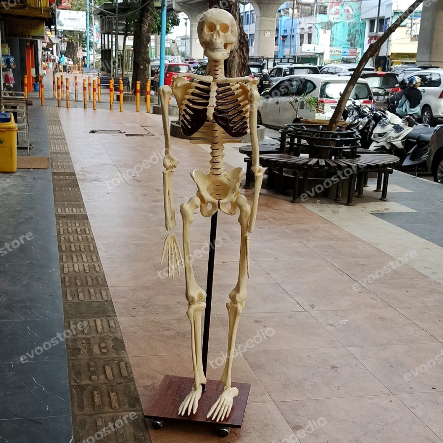 Kerangka Manusia Dewasa / Torso Manusia / Tengkorak Manusia