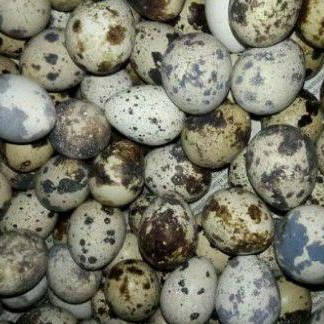 

Telur Puyuh Fertil 50 Pcs - Bisa Di tetaskan