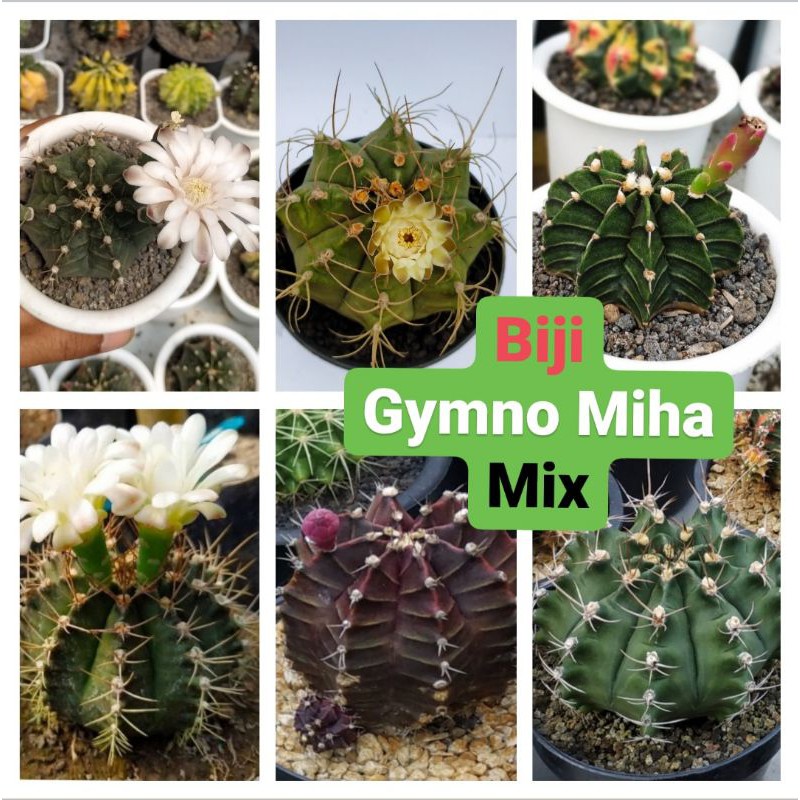 BIJI KAKTUS BERBUNGA