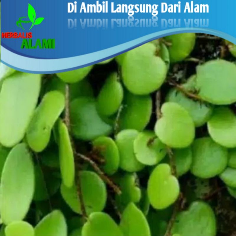 

Daun Sisik Naga,Daun Picisan Segar 100gr,Obat Rematik