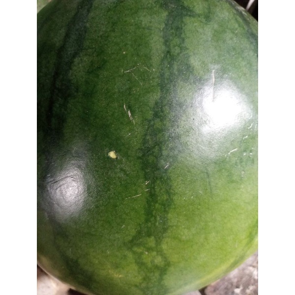 

semangkatanpabiji