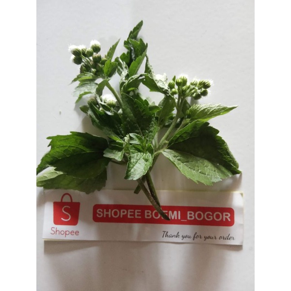 

Daun bandotan daun wedusan 500g