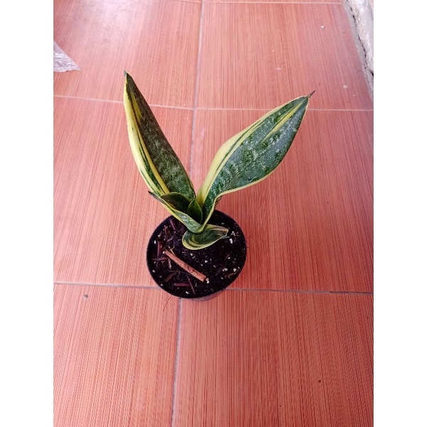 sansevieria golden flame
