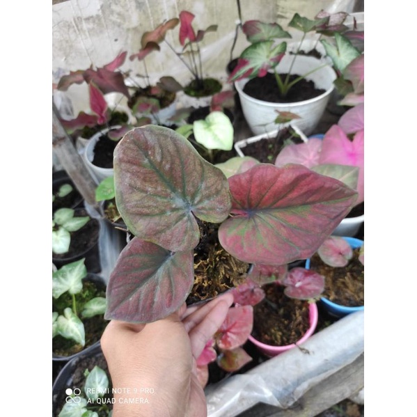 Tanaman Hias Keladi Hybrid H51