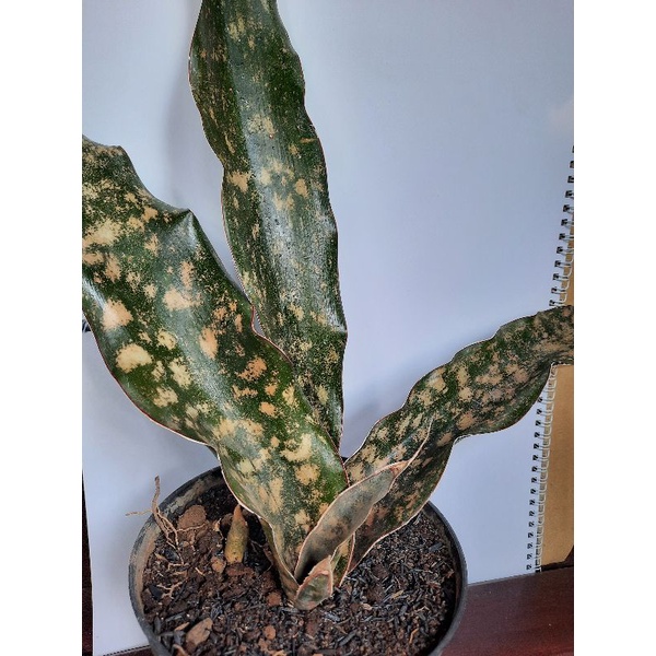 Lidah mertua Kirkii/ Sansevieria Kirkii