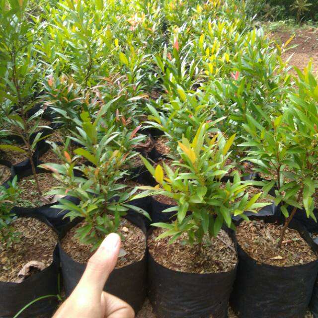 Tanaman hias pucuk merah - Pucuk merah 30cm