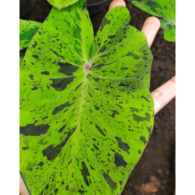 Tanaman Hias Alocasia Mojito Bibit Umbi Alocasia Mojito