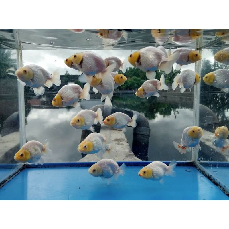 Rancu bufallo snow white / rancu full putih ikan mas koki rancu putih ikan hias aquarium / ikan koki