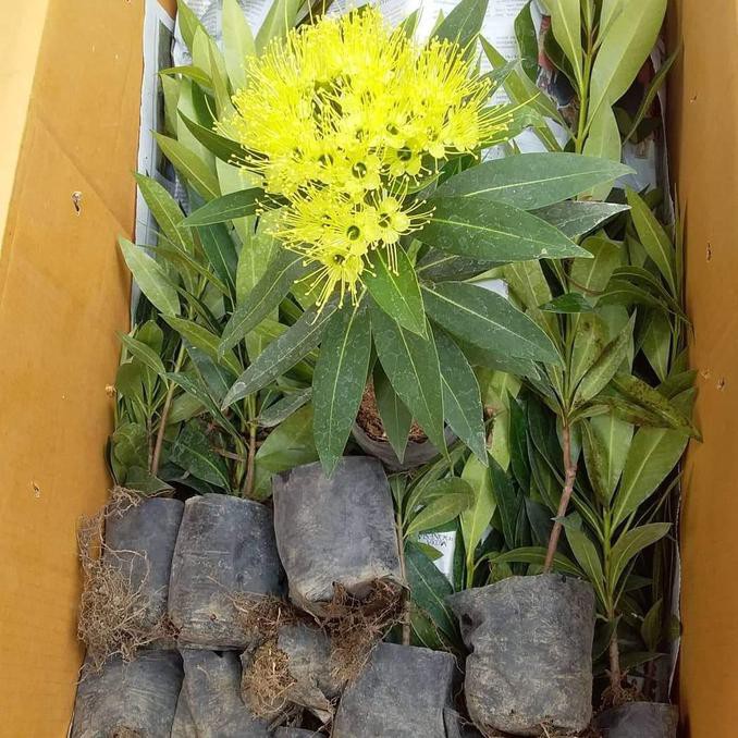 Asli Bibit Bunga Santos Kuning Tanaman Hias #_*