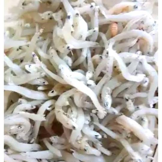 

[COD] ikan teri toge kasar super khas Medan 1kg [COD]