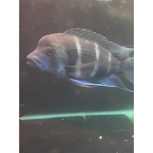 

ikan frontosa burundi