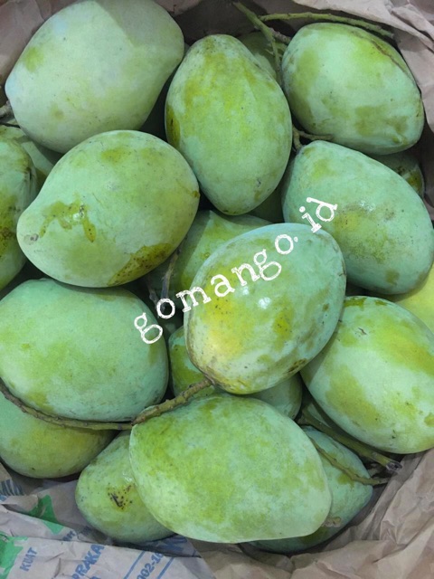 Jual Mangga Indramayu 1 Kg Shopee Indonesia 