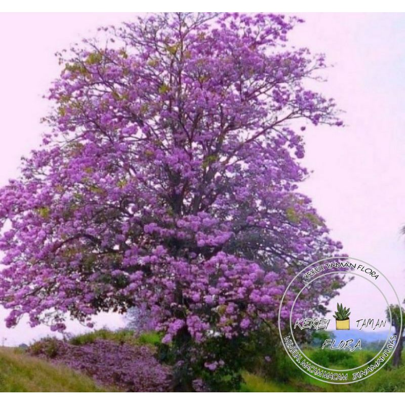 Bibit Tanaman Hias Tabebuya Bunga Ungu-Tanaman Hias Tabebuya Bunga Ungu