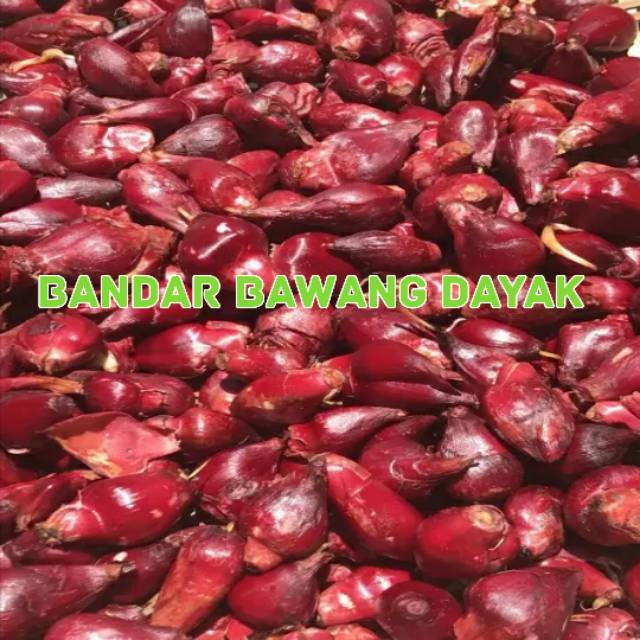 

PROMO MURAH BAWANG DAYAK FRESH KUALITAS TERBAIK 1000gr