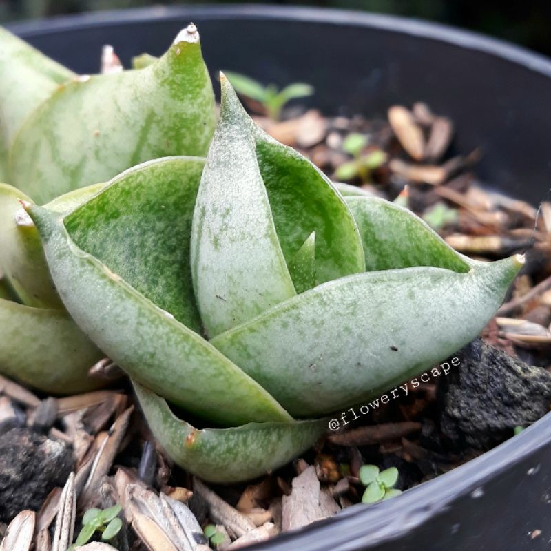 Sansevieria boncel new clone / sansevieria boncel