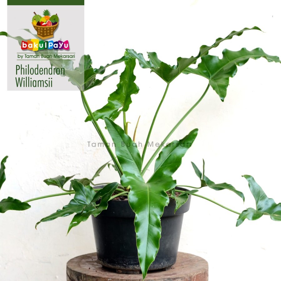 Tanaman Hias Philodendron Williamsi