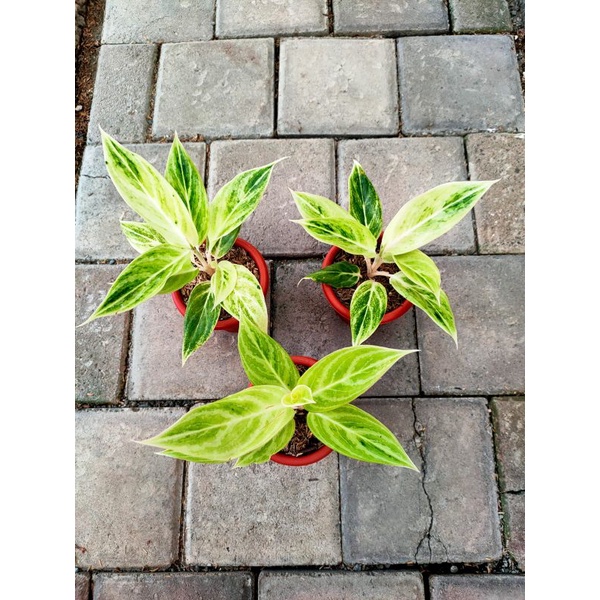 aglonema lipstik white