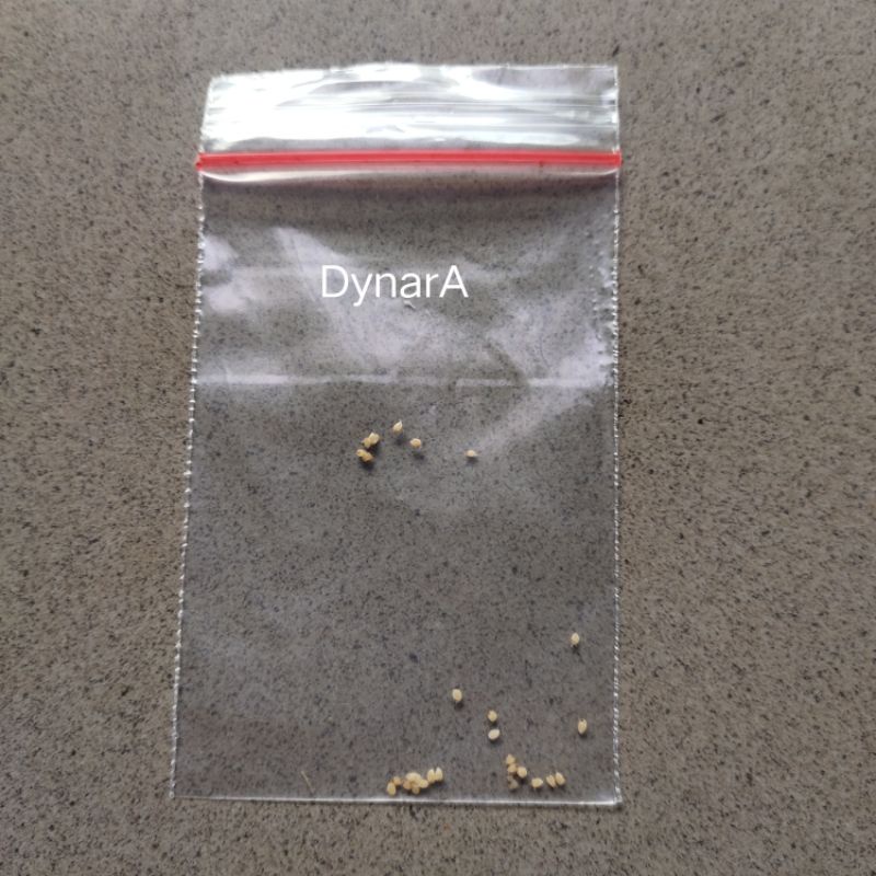 

Biji Keladi Thailand